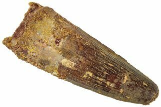 Fossil Spinosaurus Tooth - Real Dinosaur Tooth #311782