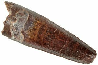 Real Fossil Spinosaurus Tooth - Beautiful Enamel #311790