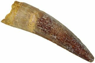 Fossil Spinosaurus Tooth - Real Dinosaur Tooth #311792