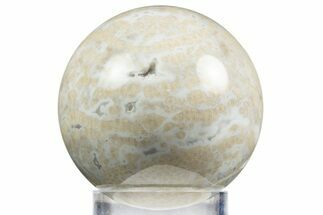 Polished Agatized Fossil Coral Sphere - Indonesia #311531