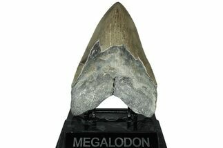 Serrated, Fossil Megalodon Tooth - North Carolina #311702