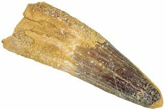 Fossil Spinosaurus Tooth - Real Dinosaur Tooth #311797