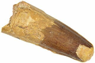 Fossil Spinosaurus Tooth - Feeding Worn Tip #311804