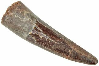 Fossil Spinosaurus Tooth - Real Dinosaur Tooth #311819