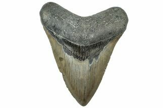 Serrated, Fossil Megalodon Tooth - North Carolina #311833