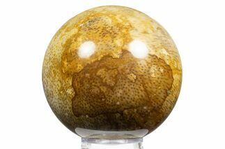 Polished Petrified Palmwood (Palmoxylon) Sphere - Texas #311706