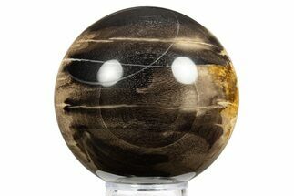 Petrified Wood (Tropical Hardwood) Sphere - Indonesia #311724
