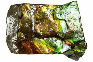 Iridescent Ammolite (Fossil Ammonite Shell) - Alberta #311419