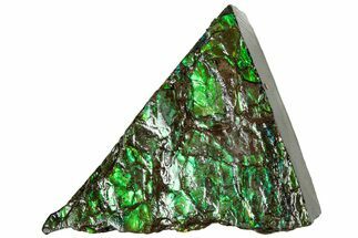 Iridescent Ammolite (Fossil Ammonite Shell) - Alberta #311421