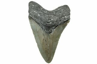 Serrated, Juvenile Megalodon Tooth - North Carolina #311849