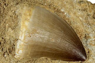 Fossil Mosasaur (Prognathodon) Tooth in Rock - Morocco #311854