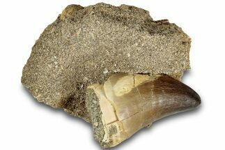 Fossil Mosasaur (Prognathodon) Tooth in Rock - Morocco #311858