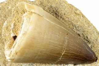 Fossil Mosasaur (Prognathodon) Tooth in Rock - Morocco #311863