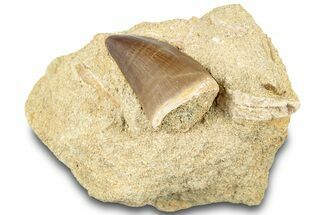 Fossil Mosasaur (Prognathodon) Tooth in Rock - Morocco #311864