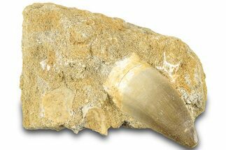 Fossil Mosasaur (Prognathodon) Tooth in Rock - Morocco #311867