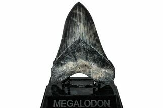 Serrated, Fossil Megalodon Tooth - South Carolina #311878