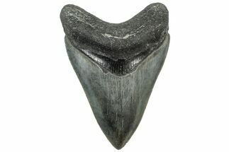 Serrated, Fossil Megalodon Tooth - South Carolina #312025