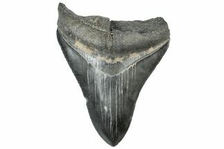 Serrated, Fossil Megalodon Tooth - South Carolina #312035