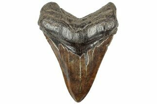 Fossil Megalodon Tooth - South Carolina #312039