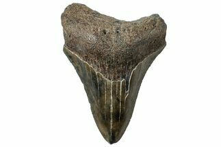 Serrated, Fossil Megalodon Tooth - South Carolina #312085