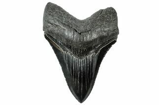 Serrated, Fossil Megalodon Tooth - South Carolina #312088