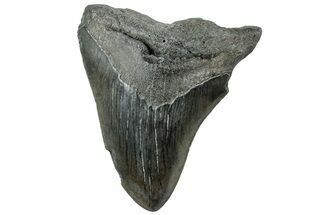 Bargain, Fossil Megalodon Tooth - South Carolina #312094