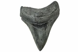 Serrated, Fossil Megalodon Tooth - South Carolina #312095