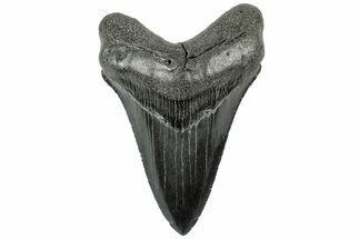 Serrated, Fossil Megalodon Tooth - South Carolina #312098