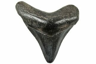 Juvenile Megalodon Tooth - South Carolina #312105