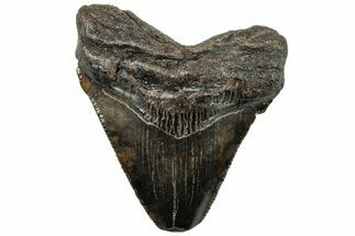 Serrated, Juvenile Megalodon Tooth - South Carolina #312106