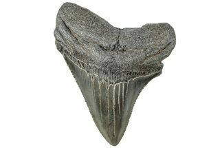 Serrated, Juvenile Megalodon Tooth - South Carolina #312107