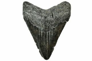 Serrated, Juvenile Megalodon Tooth - South Carolina #312109