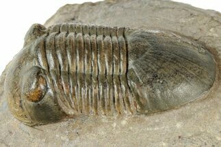 Paralejurus Trilobite Fossil - Atchana, Morocco #312334