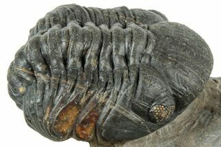 Curled Reedops Trilobite - Atchana, Morocco #312341