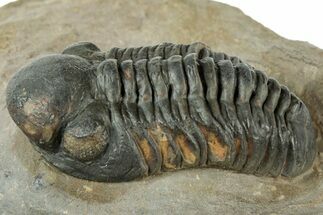 Prone Reedops Trilobite - Atchana, Morocco #312343