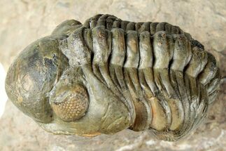 Curled Reedops Trilobite Fossil - Atchana, Morocco #312351