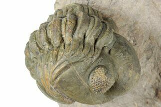 Enrolled Reedops Trilobite Fossil - Atchana, Morocco #312354