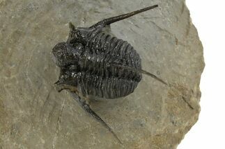 Beautiful Spiny Cyphaspis Trilobite - Morocco #312260