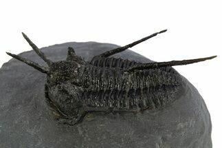 Devil Horned Cyphaspis Walteri Trilobite - Mrakib, Morocco #312261