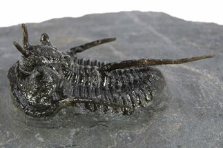 Devil Horned Cyphaspis Walteri Trilobite - Mrakib, Morocco #312262