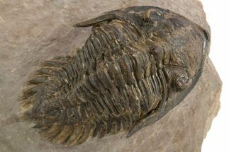 Bargain, Metacanthina Trilobite - Lghaft, Morocco #312380