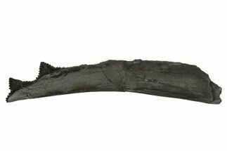 Bizarre Shark (Edestus) Jaw Section with Teeth - Carboniferous #312510