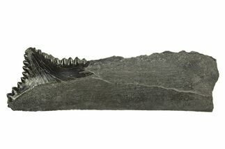 Bizarre Shark (Edestus) Jaw Section with Tooth - Carboniferous #312512