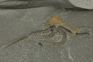 Ordovician Brittle Star (Ophiura) - Morocco #312518