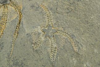 Two Ordovician Brittle Stars (Ophiura) - Morocco #312535