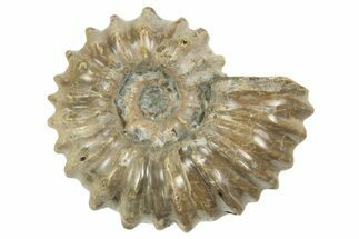 to / Tractor Ammonite (Douvilleiceras) Fossils #312555