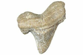 Serrated Sokolovi (Auriculatus) Shark Tooth - Dakhla, Morocco #312626