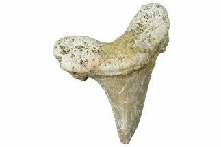 Serrated Sokolovi (Auriculatus) Shark Tooth - Dakhla, Morocco #312633