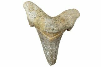 Serrated Sokolovi (Auriculatus) Shark Tooth - Dakhla, Morocco #312639