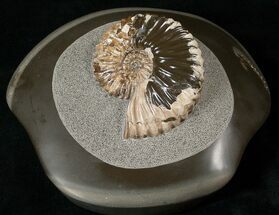 Beautiful Deshayesites Ammonite In Argyllite #16958